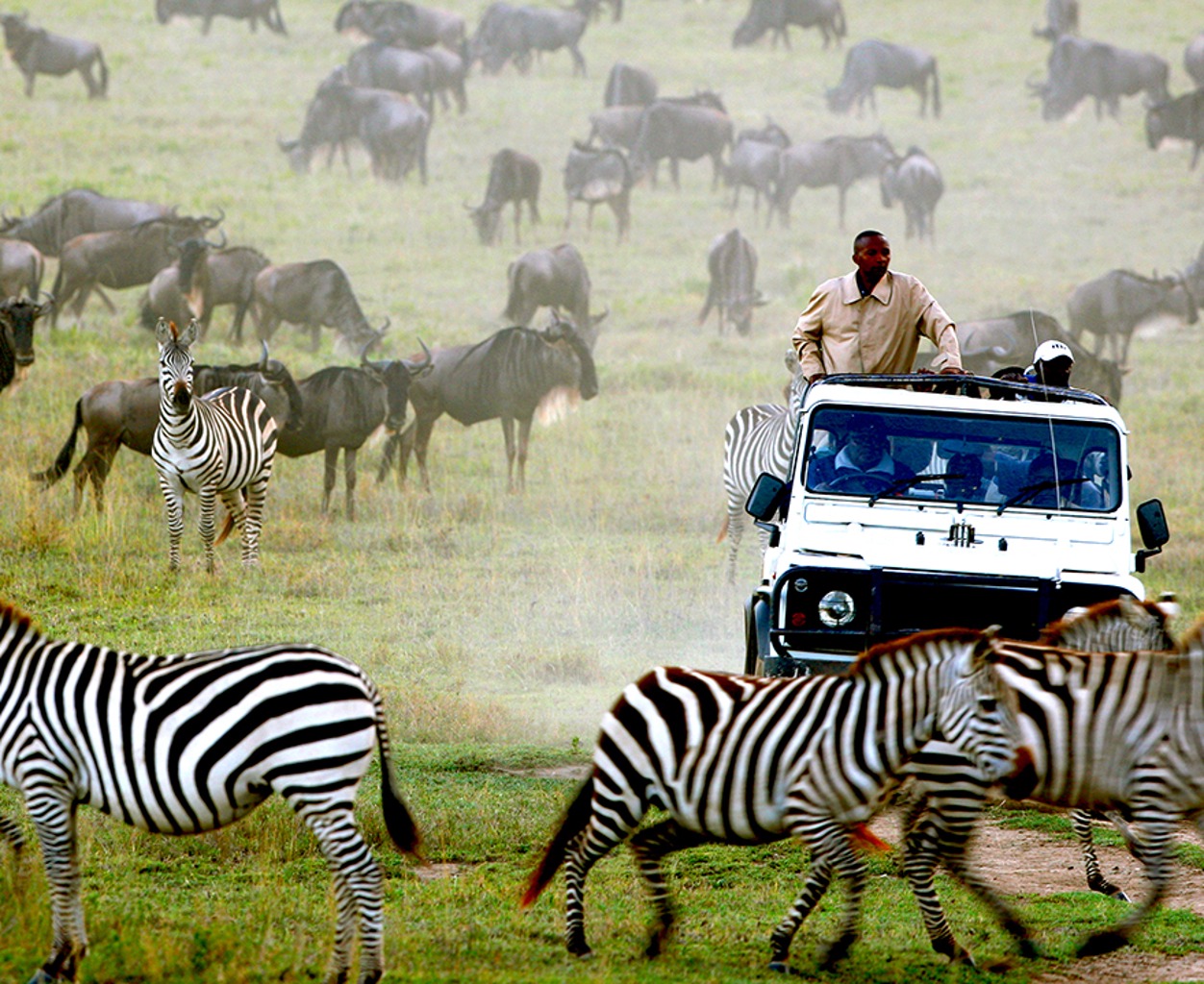 TIERWELT LIVE-Thema „Expeditionen“ - Vorschaubild: Patrouille von Rangern in einem Jeep umgeben von Gnus und Zebras in der Savanne 