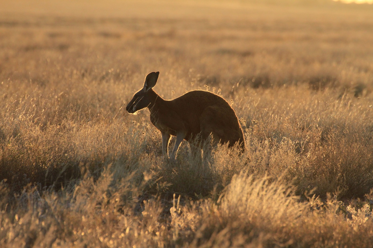 Copyright: Jens Westphalen, Thoralf Grospitz