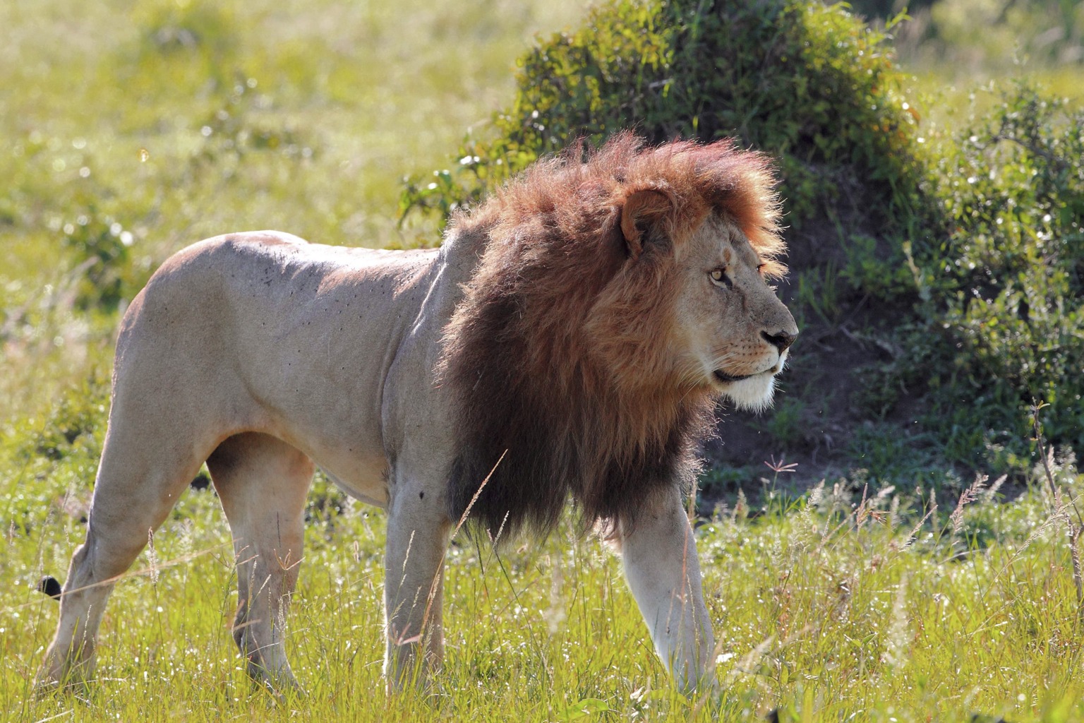 Copyright: Reinhard Radke