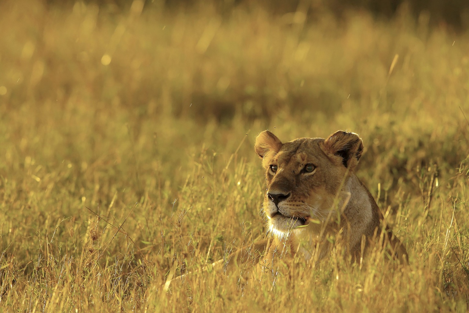 Copyright: Reinhard Radke