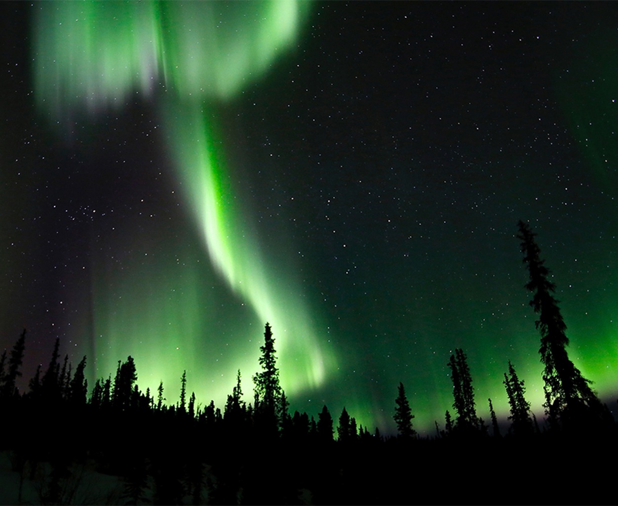 TIERWELT LIVE-Thema „Weite Welt“ - Vorschaubild: Nordlicht (Aurora Borealis) mit Bäumen im Vordergrund