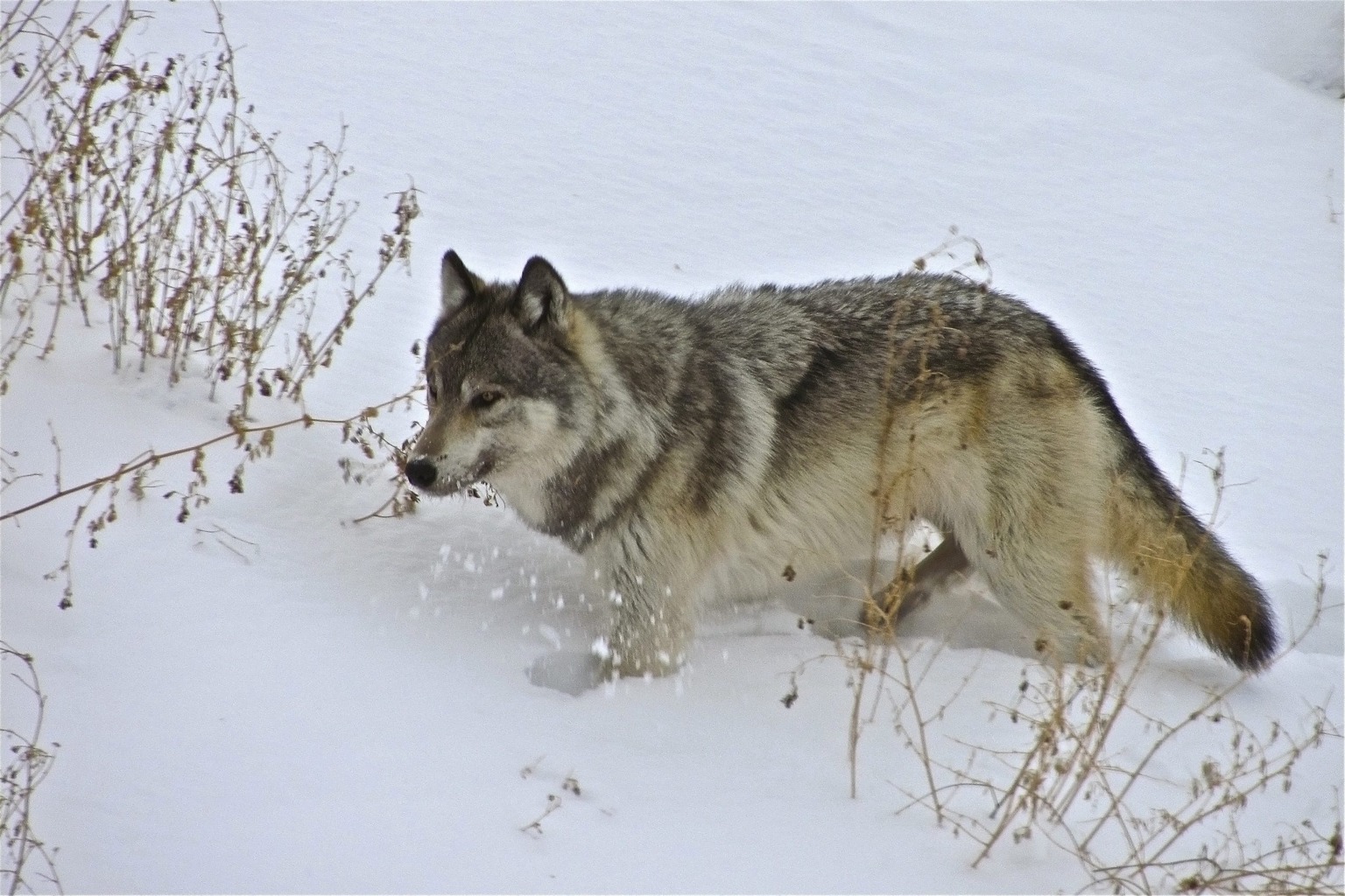 Copyright: Uwe Anders