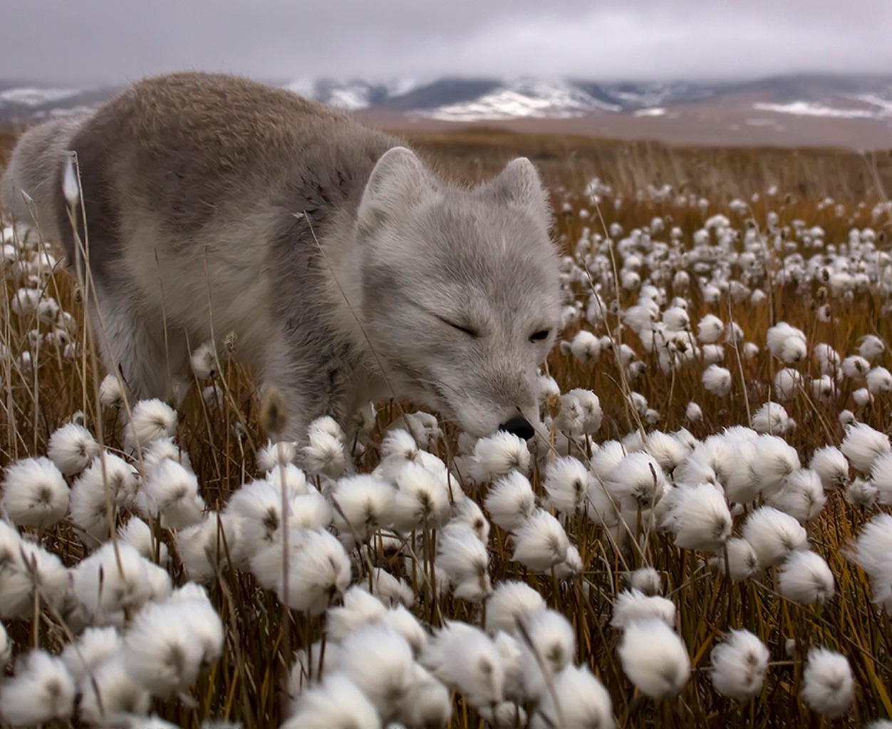 TIERWELT LIVE-Thema „Eisige Welten“ - Vorschaubild: Polarfuchs auf einer Wiese