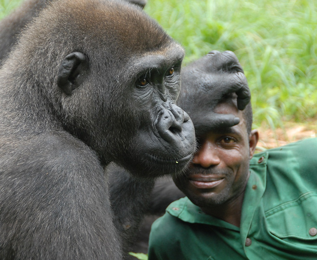 TIERWELT LIVE-Thema „Menschen und Tiere“ - Vorschaubild: Gorilla legt Pfleger seine Hand auf die Stirn