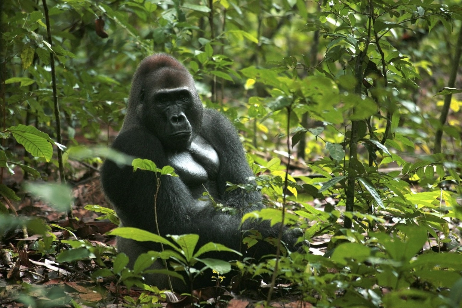 Copyright: Christina Karliczek