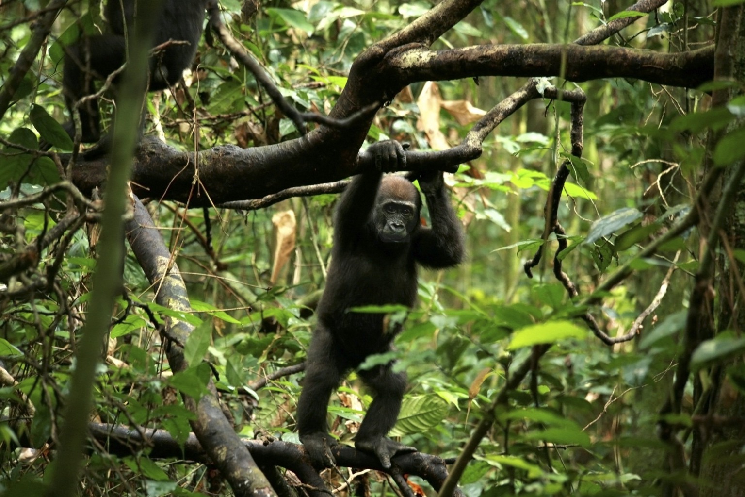 Copyright: Christina Karliczek