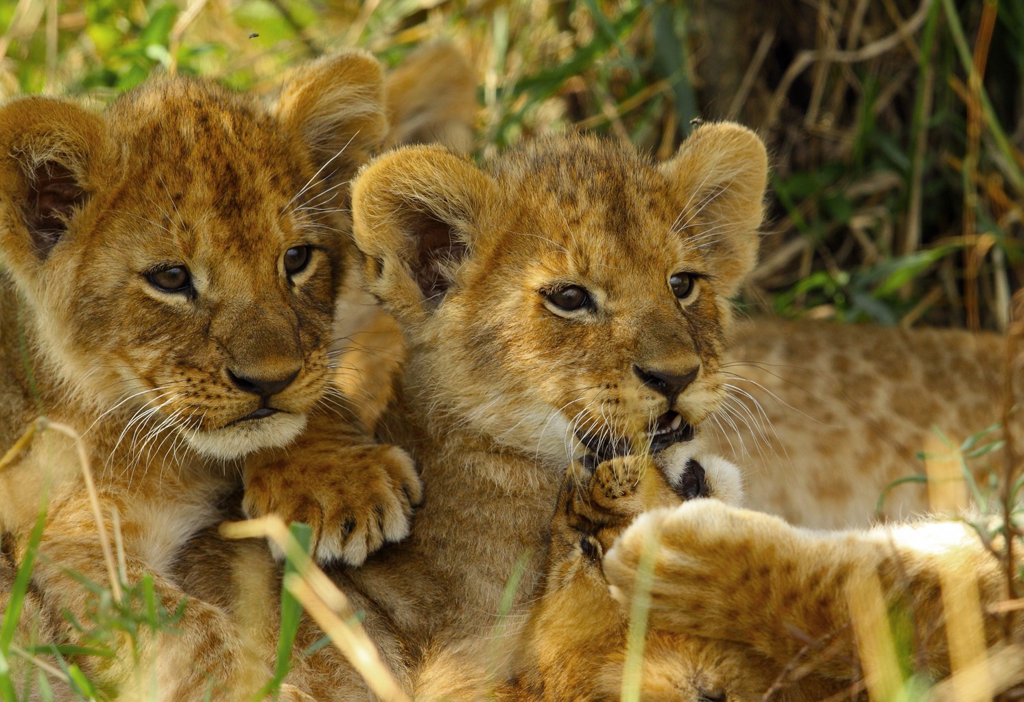 Copyright: Reinhard Radke