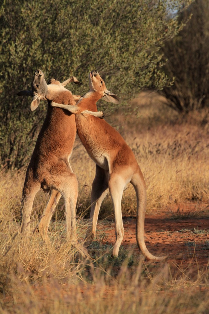 Copyright: Jens Westphalen, Thoralf Grospitz/ WildBear Entertainment