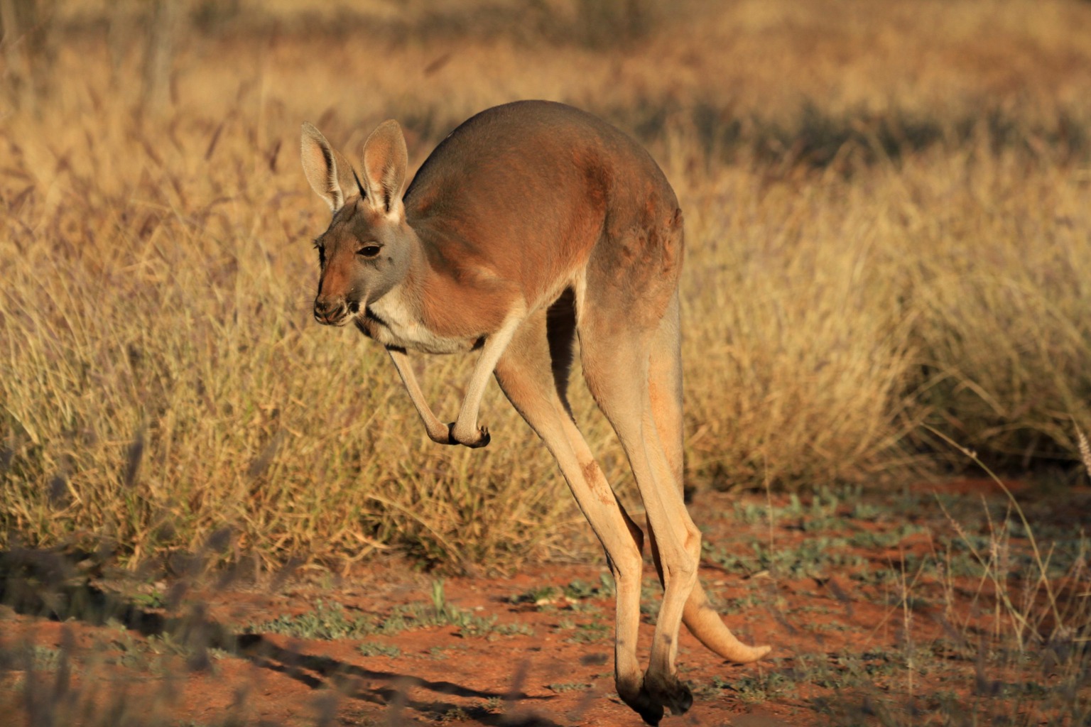 Copyright: Jens Westphalen, Thoralf Grospitz/ WildBear Entertainment