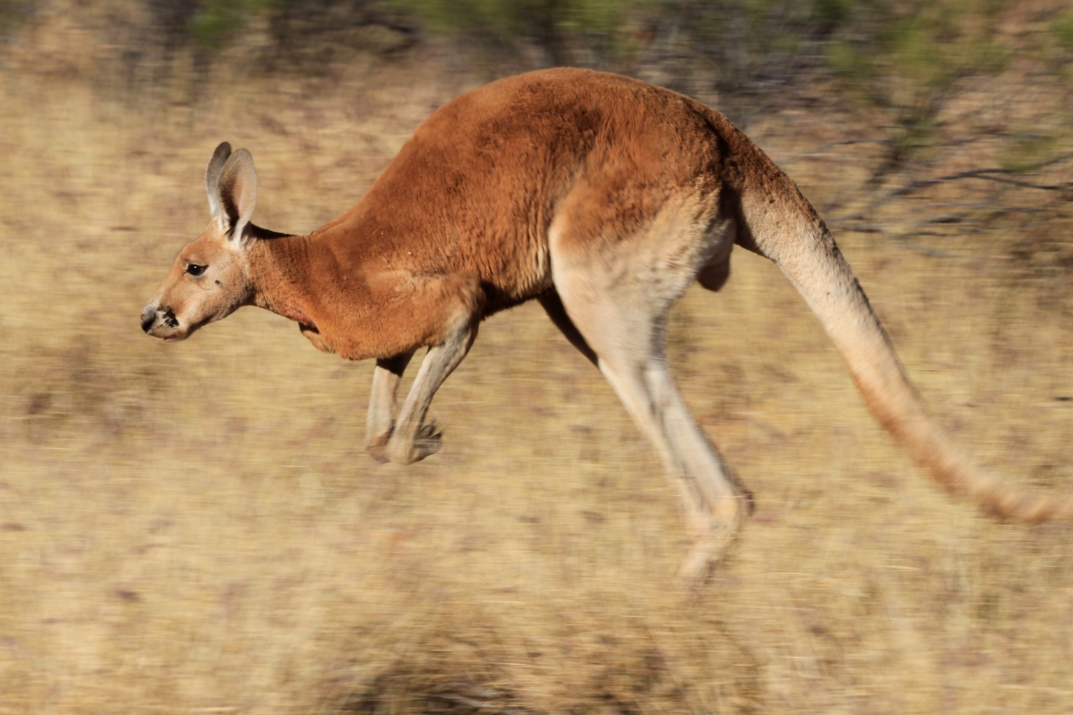 Copyright: Jens Westphalen, Thoralf Grospitz/ WildBear Entertainment