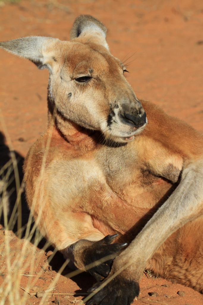 Copyright: Jens Westphalen, Thoralf Grospitz/ WildBear Entertainment