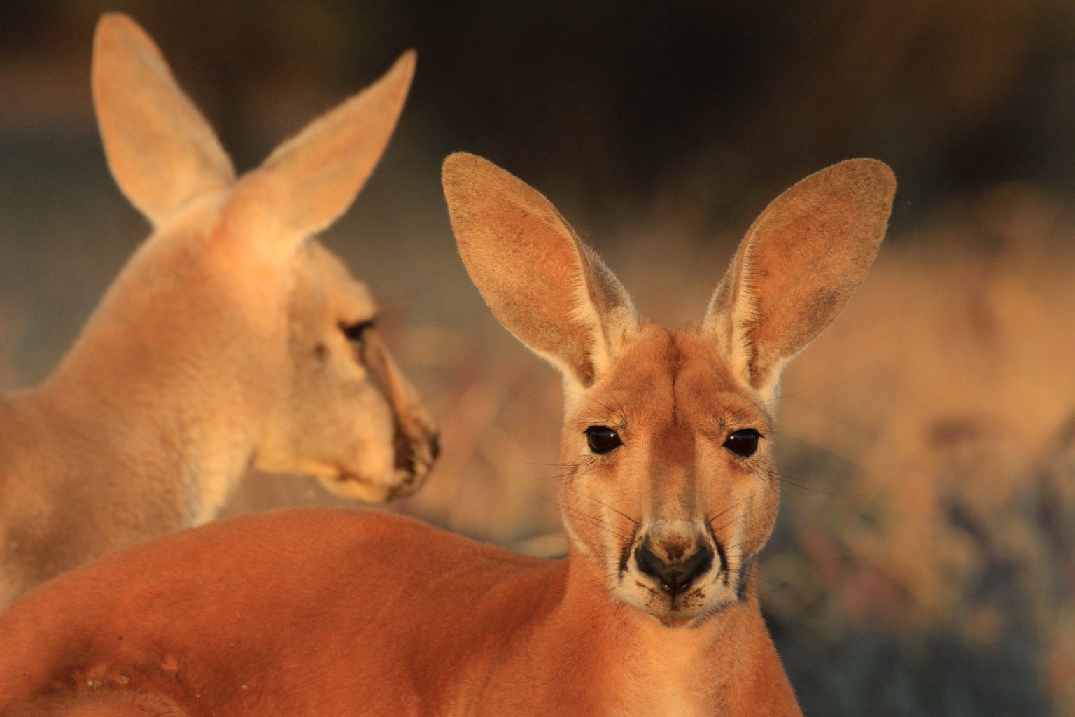 Copyright: Jens Westphalen, Thoralf Grospitz/ WildBear Entertainment