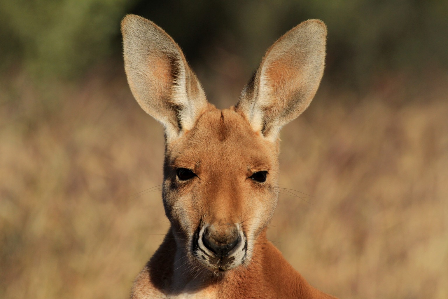 Copyright: Jens Westphalen, Thoralf Grospitz/ WildBear Entertainment