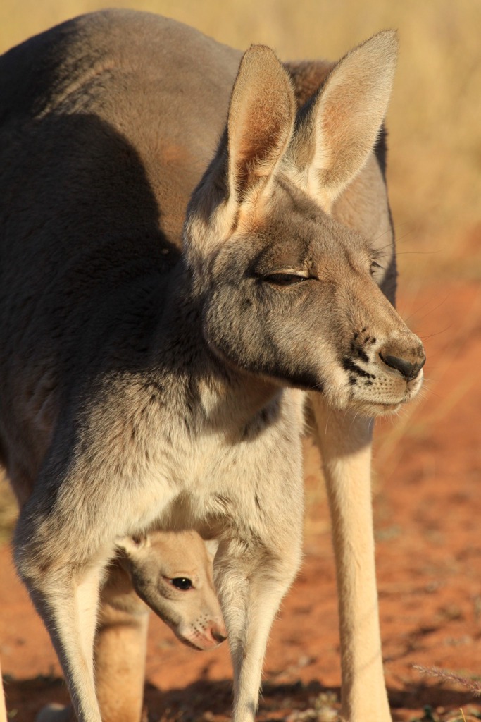 Copyright: Jens Westphalen, Thoralf Grospitz/ WildBear Entertainment