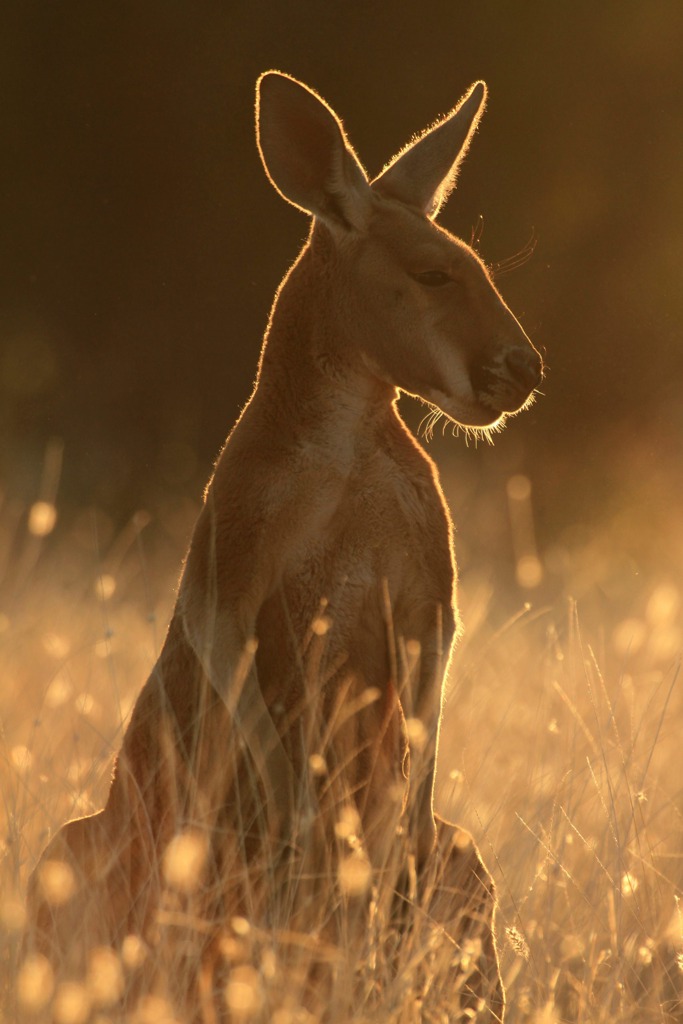 Copyright: Jens Westphalen, Thoralf Grospitz/ WildBear Entertainment