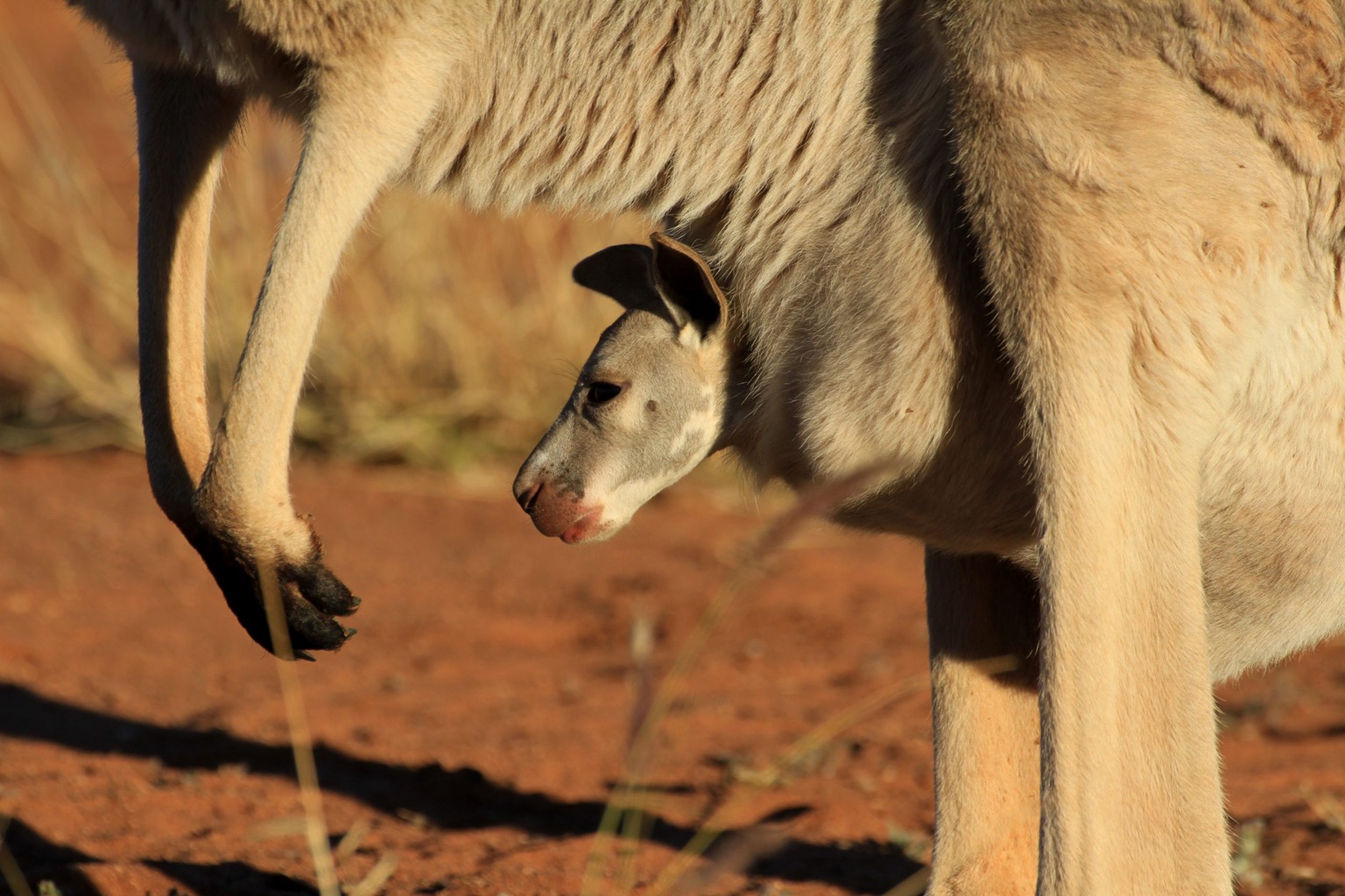 Copyright: Jens Westphalen, Thoralf Grospitz/ WildBear Entertainment