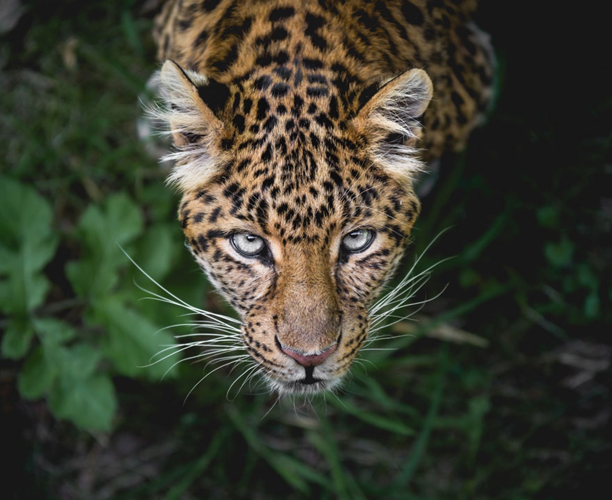 #6 Fighting Extinction