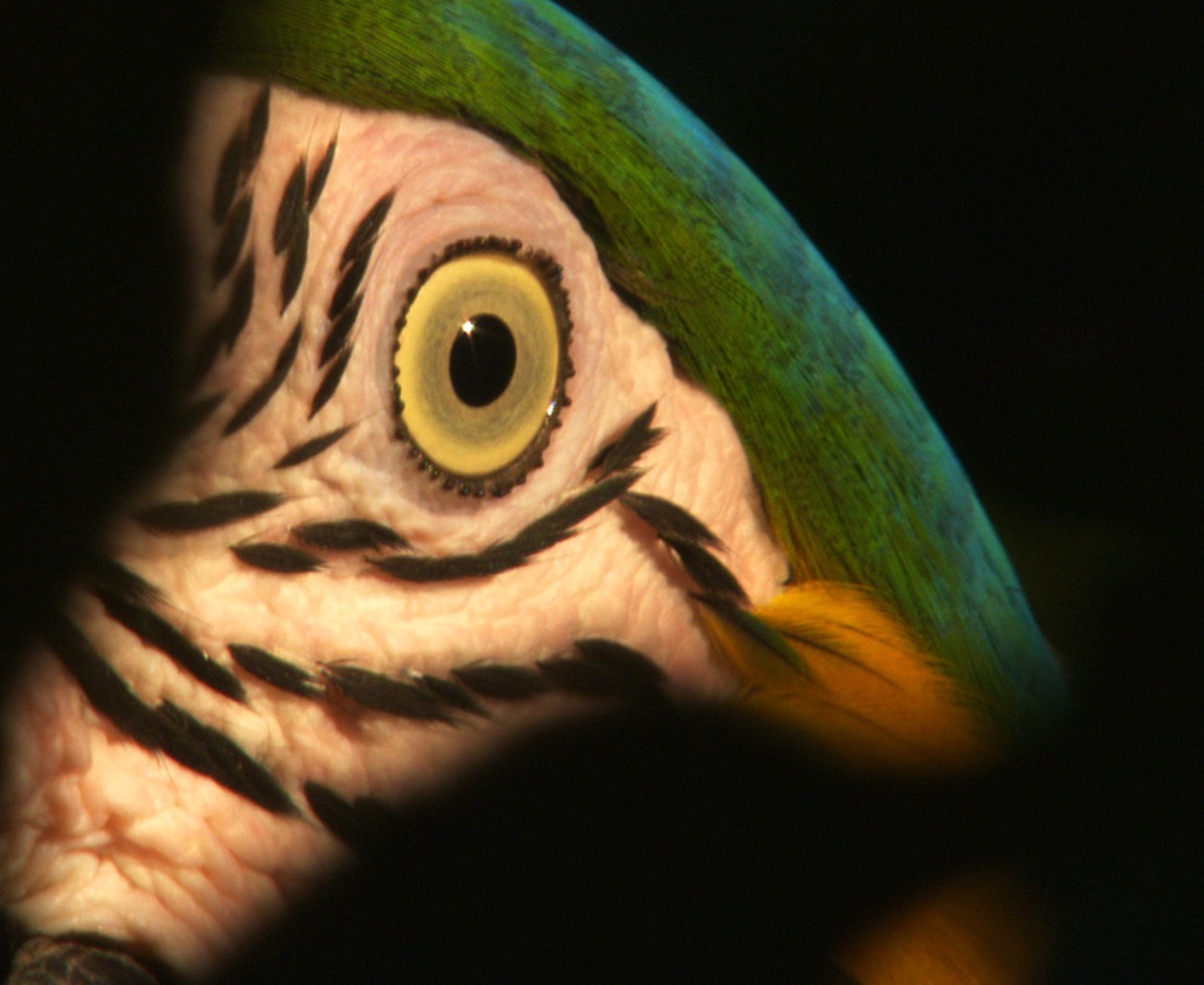 TIERWELT LIVE-Thema „Tiere im Fokus“ - Vorschaubild: Großaufnahme des Auges eines Gelbbrustaras