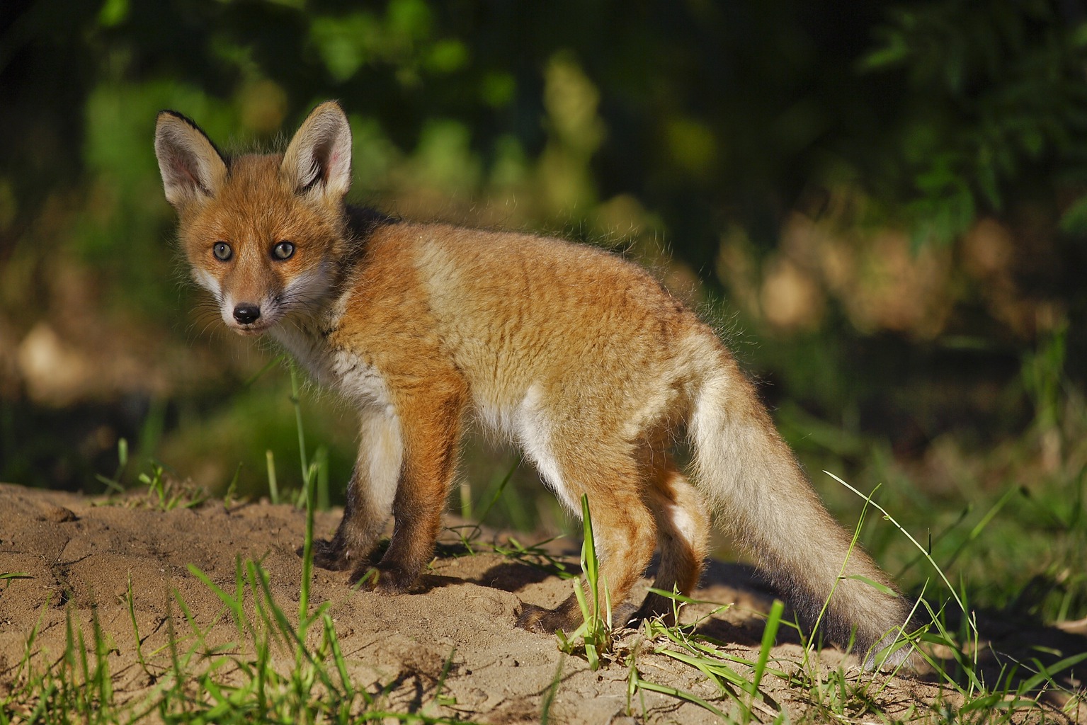 Copyright: Guenter Goldmann