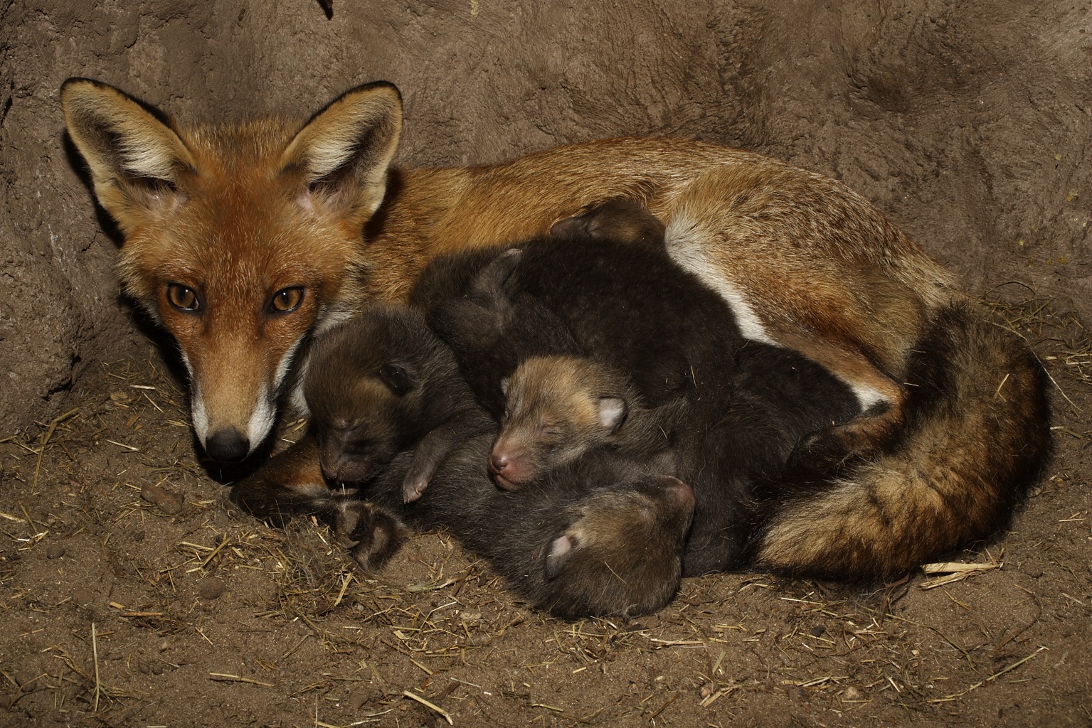 Copyright: Guenter Goldmann