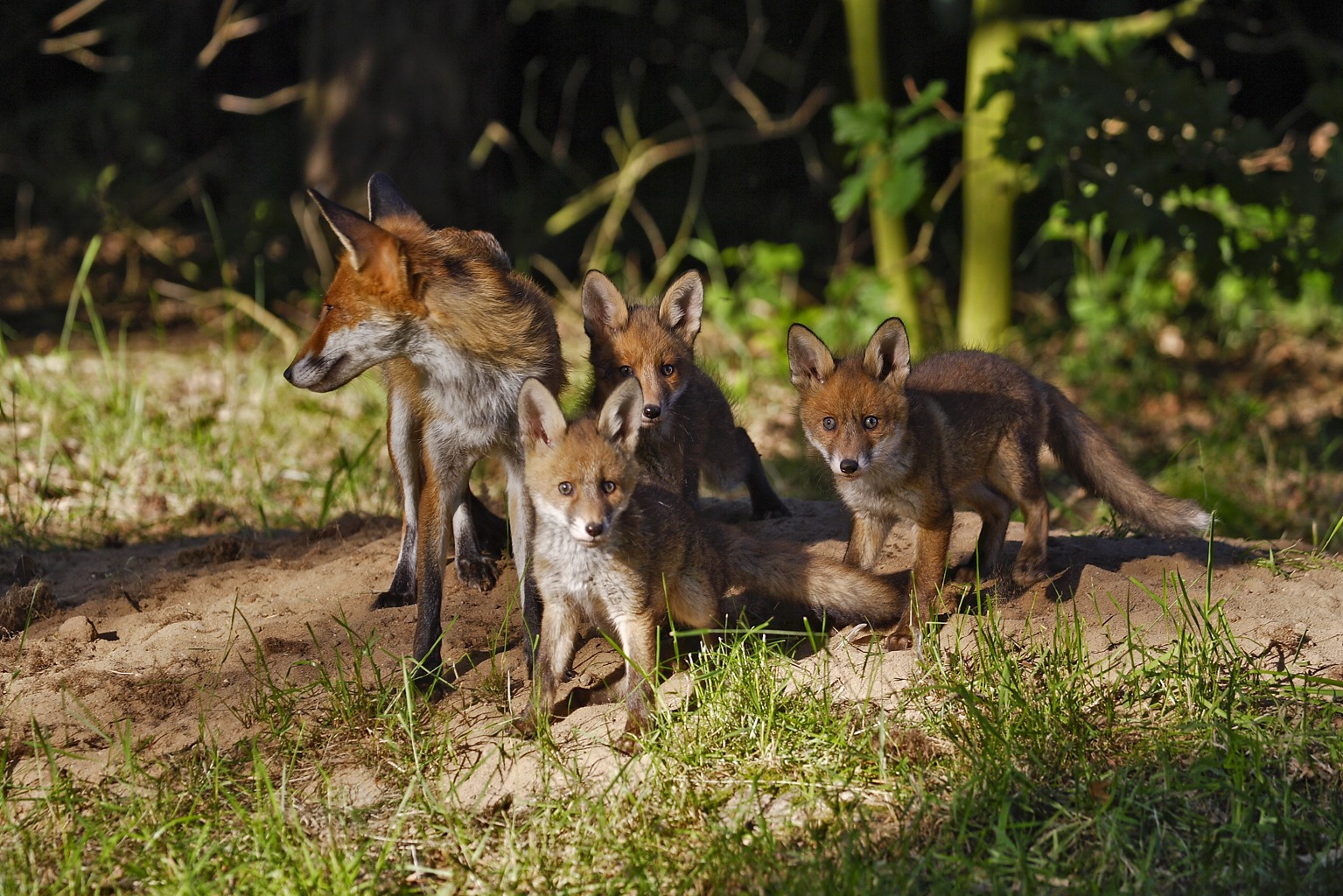 Copyright: Guenter Goldmann