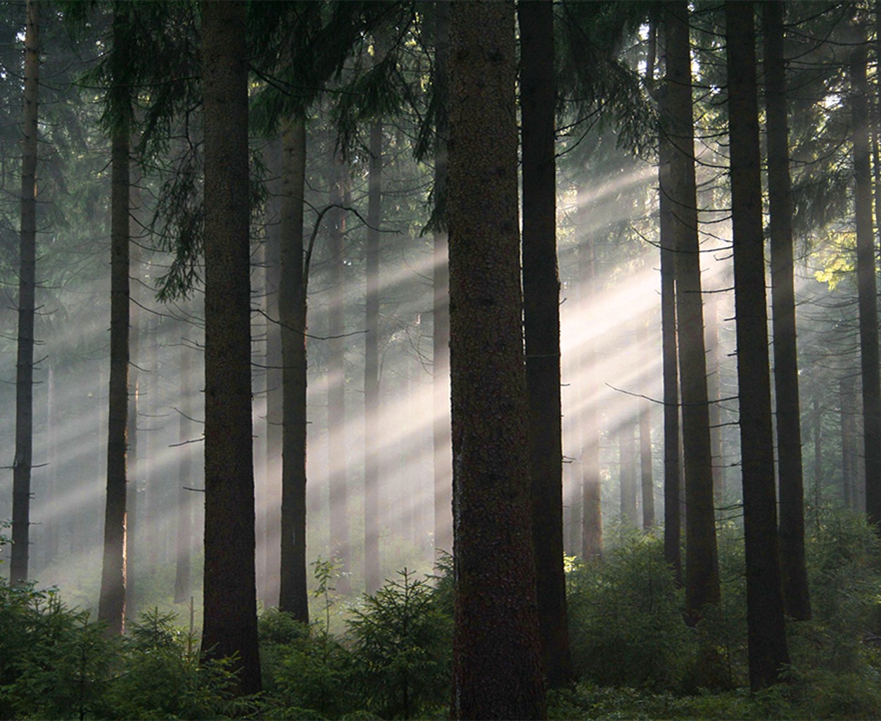 TIERWELT LIVE-Thema „Geschichten aus den Wäldern“ - Vorschaubild: Lichtstrahlen fallen in einen Nadelwald