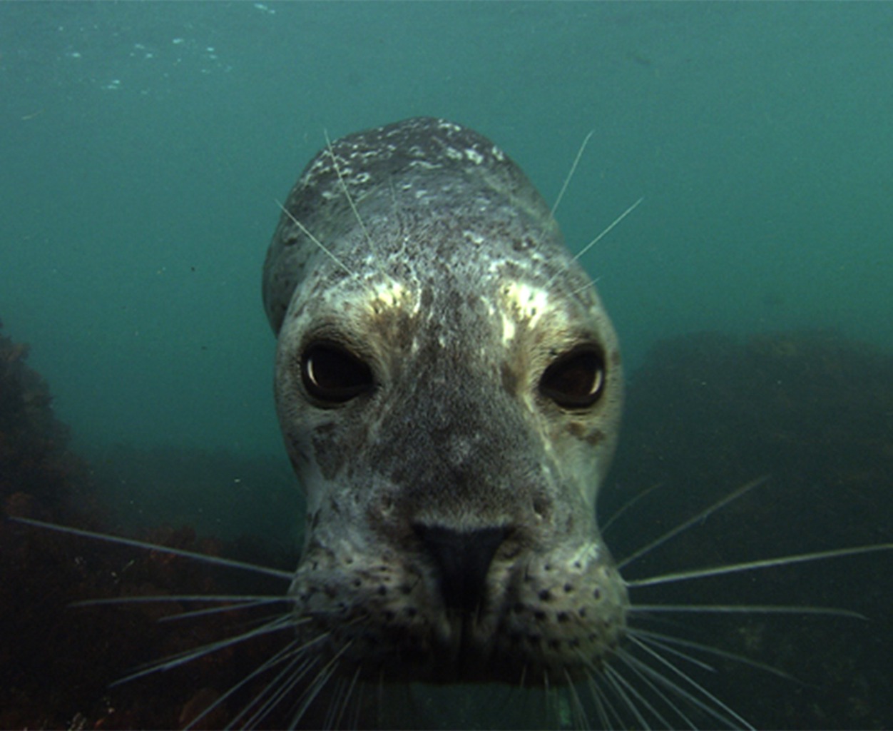 TIERWELT LIVE-Thema „Unter Wasser“ - Vorschaubild: Seehund schaut unter Wasser direkt in die Kamera