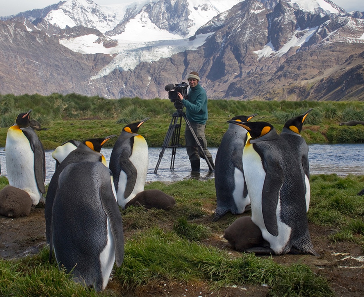 TIERWELT LIVE-Thema „Making of“ - Vorschaubild: Tierfilmer mit Kamera und einer Gruppe Königspinguinen vor einem hochalpinen Gebirgspanorama