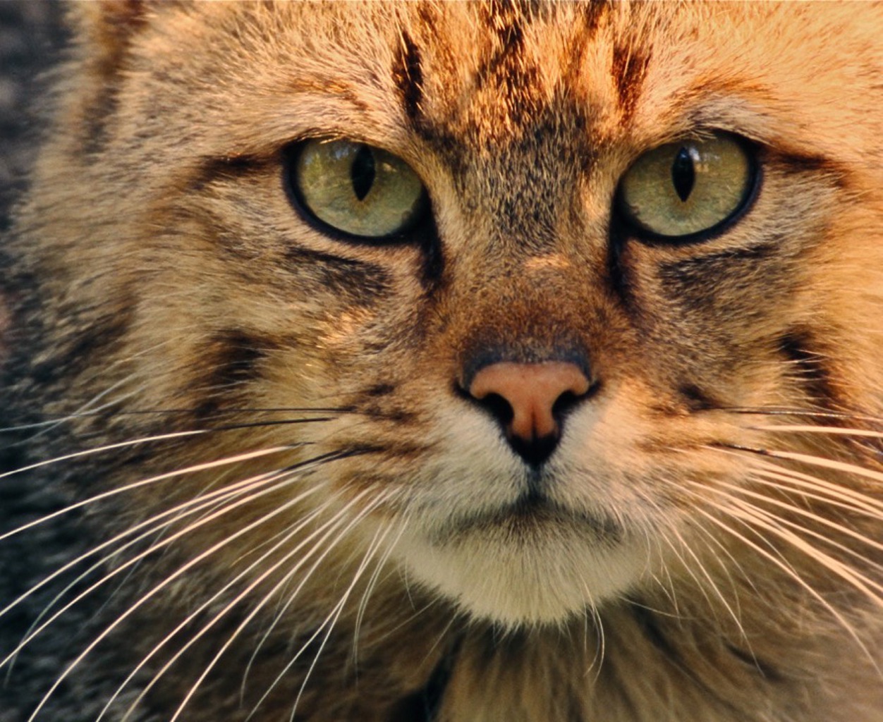 TIERWELT LIVE-Thema „Wilde Heimat“ - Vorschaubild: Portraitaufnahme einer Wildkatze
