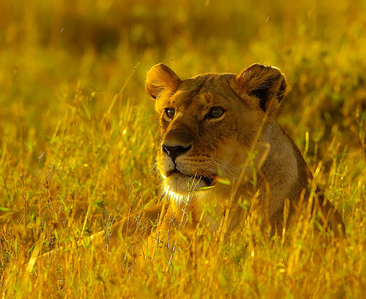 TIERWELT LIVE-Thema „Afrika“ Cover: Löwin im Gras