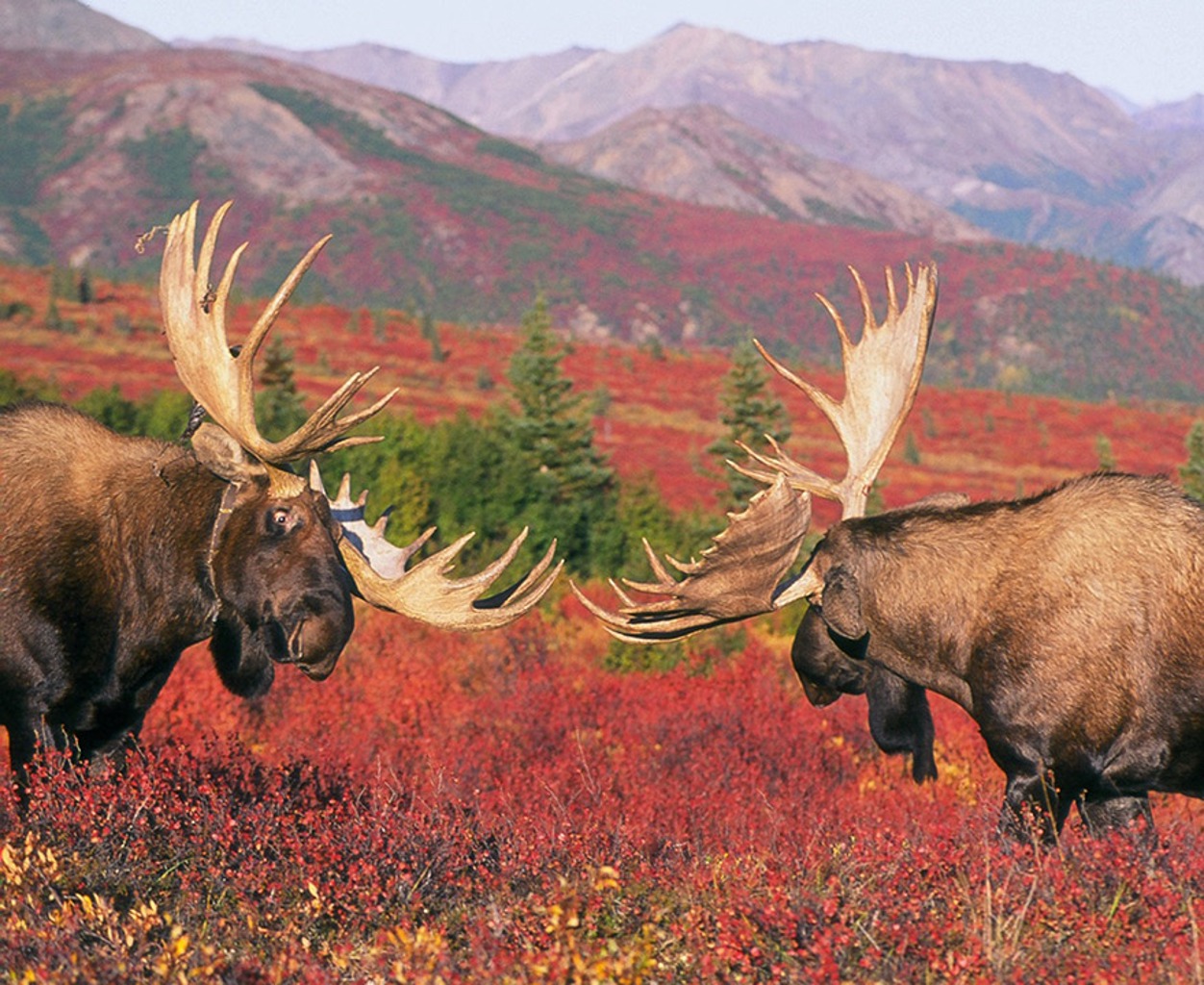 TIERWELT LIVE-Thema „Amerika“ Cover: Zwei Elche mit großem Geweih