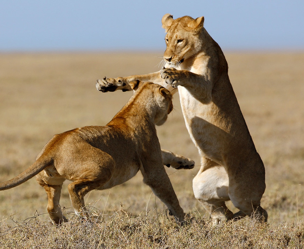 TIERWELT LIVE-Thema „Raubkatzen“ - Vorschaubild: Zwei Löwinnen im Kampf