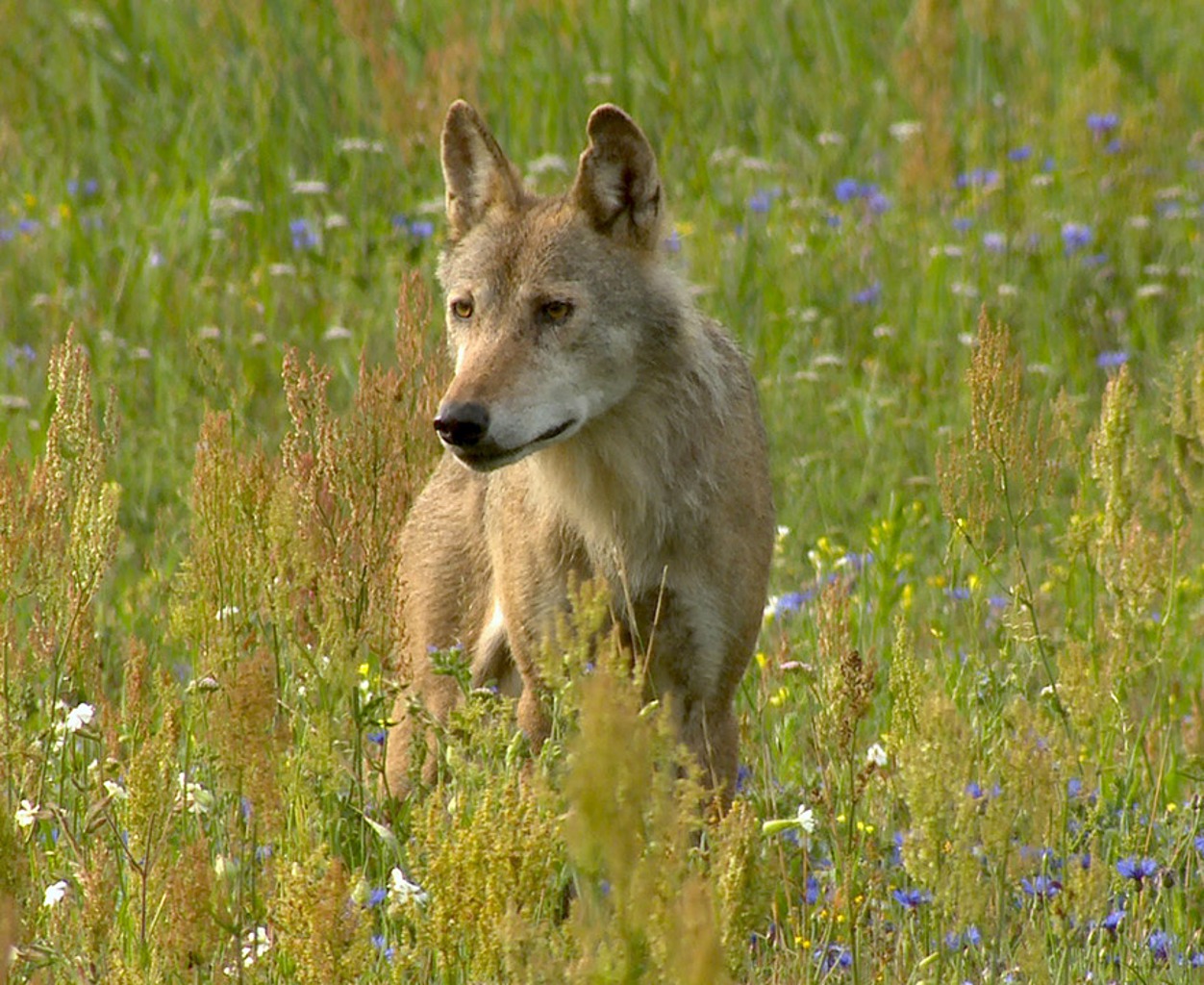 TIERWELT LIVE-Thema „Naturfilme“ - Vorschaubild: Wolf auf einer Wiese