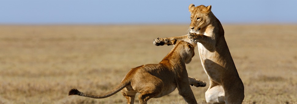 TIERWELT LIVE-Thema „Raubkatzen“ - Vorschaubild: Zwei Löwinnen im Kampf