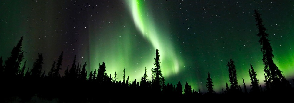 TIERWELT LIVE-Thema „Weite Welt“ - Vorschaubild: Nordlicht (Aurora Borealis) mit Bäumen im Vordergrund
