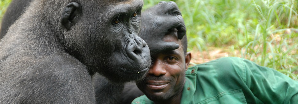TIERWELT LIVE-Thema „Menschen und Tiere“ - Vorschaubild: Gorilla legt Pfleger seine Hand auf die Stirn