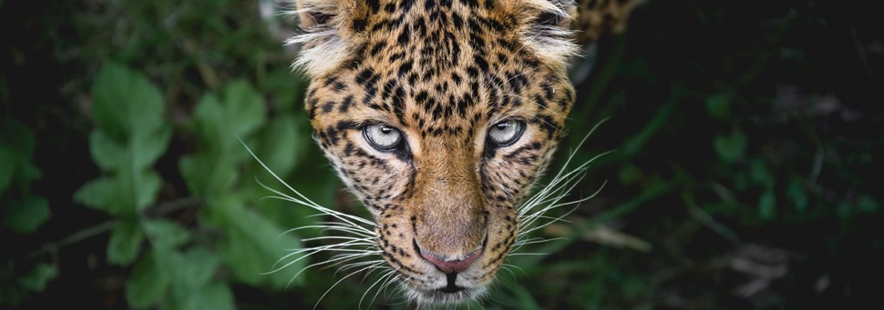 #6 Fighting Extinction