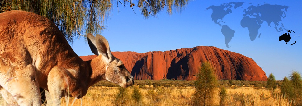 TIERWELT LIVE-Thema „Australien“ - Vorschaubild: Rotes Riesenkänguru vor dem Inselberg „Ayers Rock“