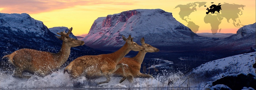 TIERWELT LIVE-Thema „Europa“ - Vorschaubild: Drei Hirsche vor einem Bergpanorama im Sonnenuntergang