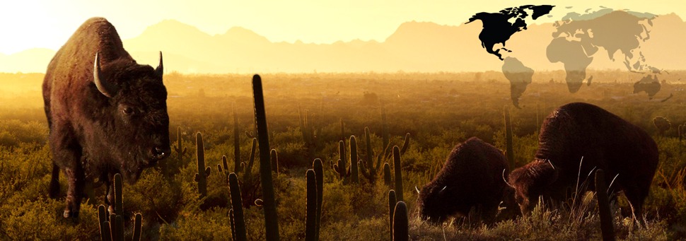 TIERWELT LIVE-Thema „Amerika“ - Vorschaubild: Bison mit Jungtieren vor der Prärie in der Morgendämmerung