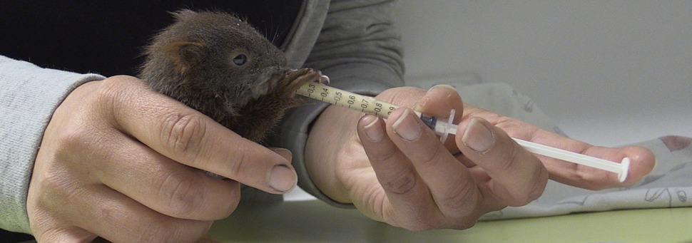 tierwelt-live-tierärzte