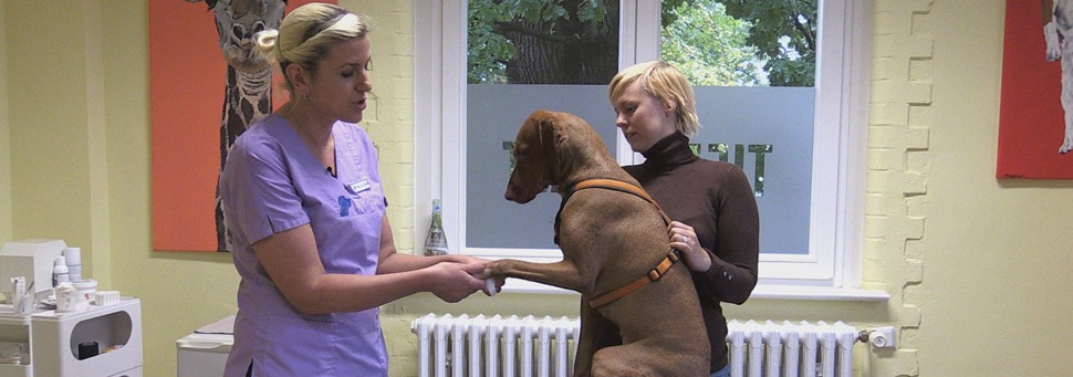 TIERWELT LIVE-Thema „Tipps vom Tierarzt“ - Vorschaubild: Tierärztin mit Hund und Frauchen