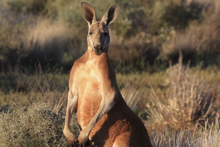 Copyright: Jens Westphalen, Thoralf Grospitz/ WildBear Entertainment