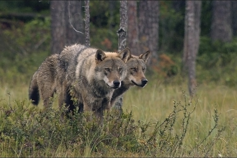 Copyright: Oliver Goetzl, Ivo Noerenberg