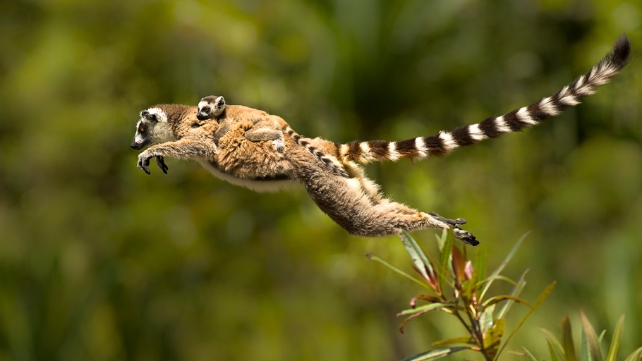 Jonathan Linus Fiely