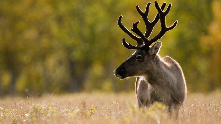 Russland: Rentierkinder brauchen unsere Hilfe!