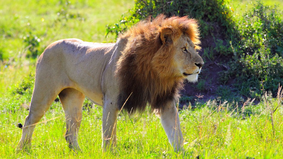 Löwen  - Könige oder Paschas