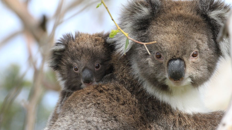 Koalas