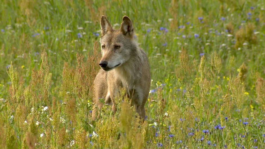 NDR Naturfilm, Doclights GmbH