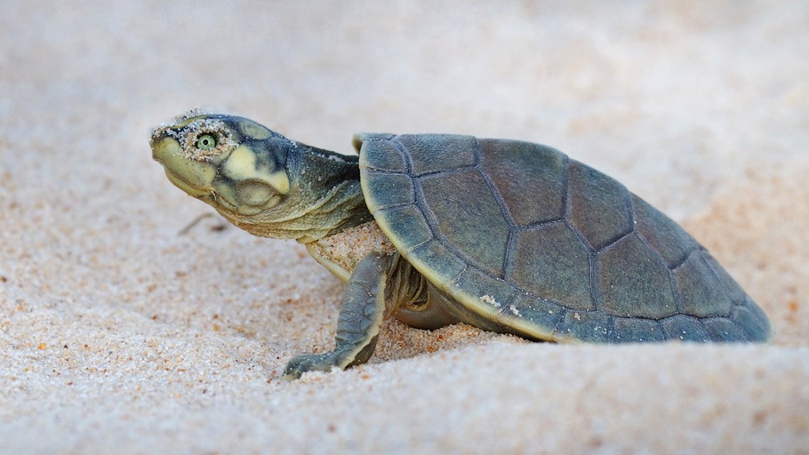 Bolivien: Das große Krabbeln